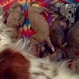 Dachshund Puppies from Witchy Woman’s Wiener’s