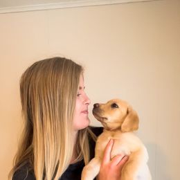 Goldendoodle, Golden Retriever, and Labrador Retriever Puppies from Cornerstone Kennels