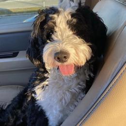 Aussiedoodles, Bernedoodles, and Double Doodles from Whaleydoodles