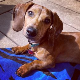 Dachshund Puppies from Ripon Dachshunds