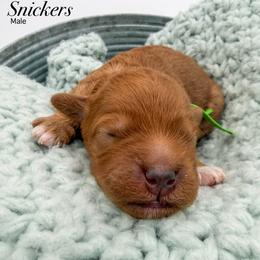 Snickers - Red  male Goldendoodle puppy in Sunman, Indiana from Brunsman Country Doodles LLC