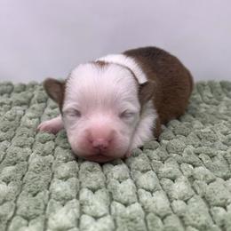 Owl - Red female Pembroke Welsh Corgi puppy in Waco, Texas from The Comma Corgis