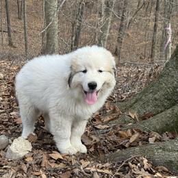 Great Pyrenees Puppies from Natalie Hnatkiv