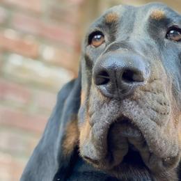 Black and Tan Coonhounds from Southwind Black and Tan Coonhounds