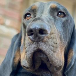 Black and Tan Coonhounds from Southwind Black and Tan Coonhounds