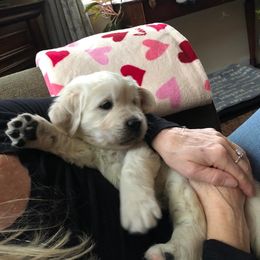 Golden Retriever Puppies from West Coast Cream Goldens