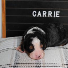Girl 7 - female Bernedoodle puppy in Lancaster, Pennsylvania from Homestead Bernedoodles