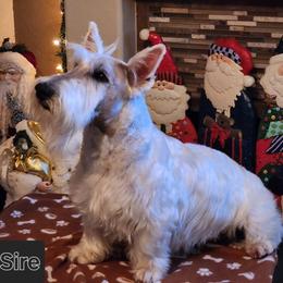 Zeud - Scottish Terrier