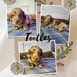 Tootles - Dapple male Dachshund puppy in Tucson, Arizona from Joplin's Hippo House