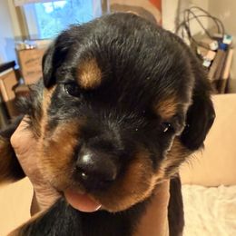 Bella - Black and mahogany female Rottweiler puppy in Hillsville, Pennsylvania from German Select Rottweilers