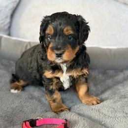 Pink - Phantom female Bernedoodle puppy in Charleston, South Carolina from Palm Belle Doodles