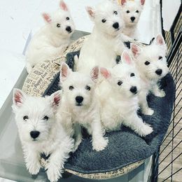 West Highland White Terrier Puppies from Elvador West Highland White Terriers