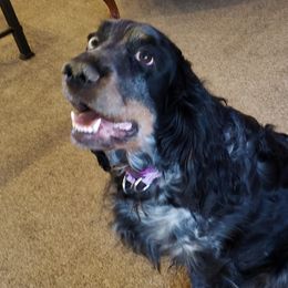 Chena - English Springer Spaniel