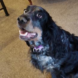 Chena - English Springer Spaniel