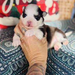 Girl 3 - Black and white female Pomsky puppy in Yavapai County, Arizona from Pawsh Pomskies