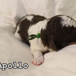 Bernedoodle, Cavapoo, and Poodle Puppies from Liberty Farms Puppies