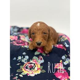 Ruth - Red  female Goldendoodle puppy in Smithfield, Kentucky from KBK9 Kennels