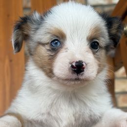 Tiny mighty blue - Blue merle female Toy Australian Shepherd puppy in Brashear, Texas from Double R farms