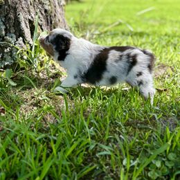 Miniature Australian Shepherd Puppies from Meek's Aussies
