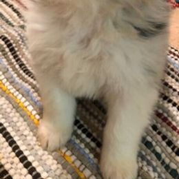 Australian Shepherd Puppies from Wagon Wheel Aussies