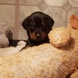 Doberman Pinscher Puppies from Kettle Cove Dobermans