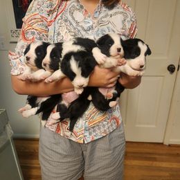 Border Collie Puppies from Snowbird Border Collies