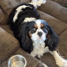 Bella - Cavalier King Charles Spaniel