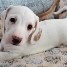 Ellis - Piebald male Dachshund puppy in Kingsport, Tennessee from Little Long & Lovely Dachshunds