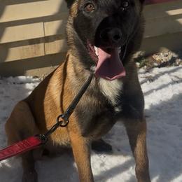 Zara - Fawn female Belgian Malinois puppy in Palmyra, Maine from Maine Working Dogs