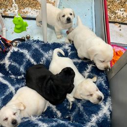 Labrador Retriever Puppies from Lost Woods Labradors