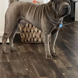 Roman - Chinese Shar-Pei