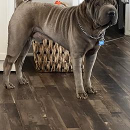 Roman - Chinese Shar-Pei
