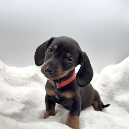 Red - Black and tan male Dachshund puppy in Goodyear, Arizona from AZ Royal Doxies llc