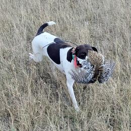Husker - German Shorthaired Pointer