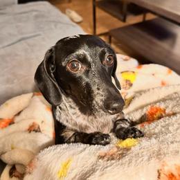 Buffy - Dachshund