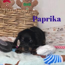 Paprika - Black and tan female Dachshund puppy in Monitor, Washington from Shannon Dolly’s Dachshunds