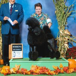 Zinny - Poodle