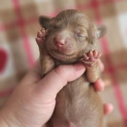 True - Chocolate and tan female Dachshund puppy in Loganville, Georgia from Royal Dackel Haus
