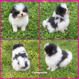 Sunshines “Paris” - Pomeranian