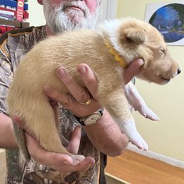 Cupid - Sable and white male Collie puppy in Lonoke, Arkansas from Colley Collies