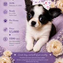 Maya - Blue female Chihuahua puppy in Red Bluff, California from Aye Chihuahua