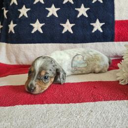 Summer Black and tan dapple pie - Black and tan female Dachshund puppy in Herald, California from Bluegum Dachshunds
