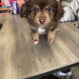 Miniature Australian Shepherd and Toy Australian Shepherd Puppies from Loyal Litters Toy Australian Shepherds