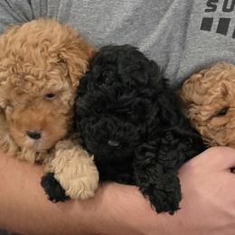 Poodles from Ember Hills Poodles