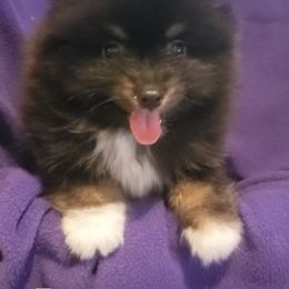 Rio - Black and tan parti male Pomeranian puppy in Burton, Michigan from Ranger's Pomeranians