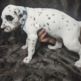 Dot - White and black Dalmatian puppy in Champion, Ohio from Hites Family Dalmatians