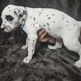 Dot - White and black Dalmatian puppy in Champion, Ohio from Hites Family Dalmatians