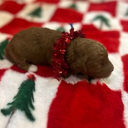 Cinnamon - Red  male Goldendoodle puppy in Saint George, Utah from Ashlee's Goldendoodles