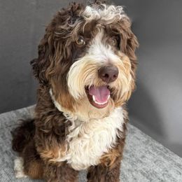 Murphy - Assorted Doodle Crosses