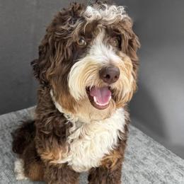 Murphy - Assorted Doodle Crosses